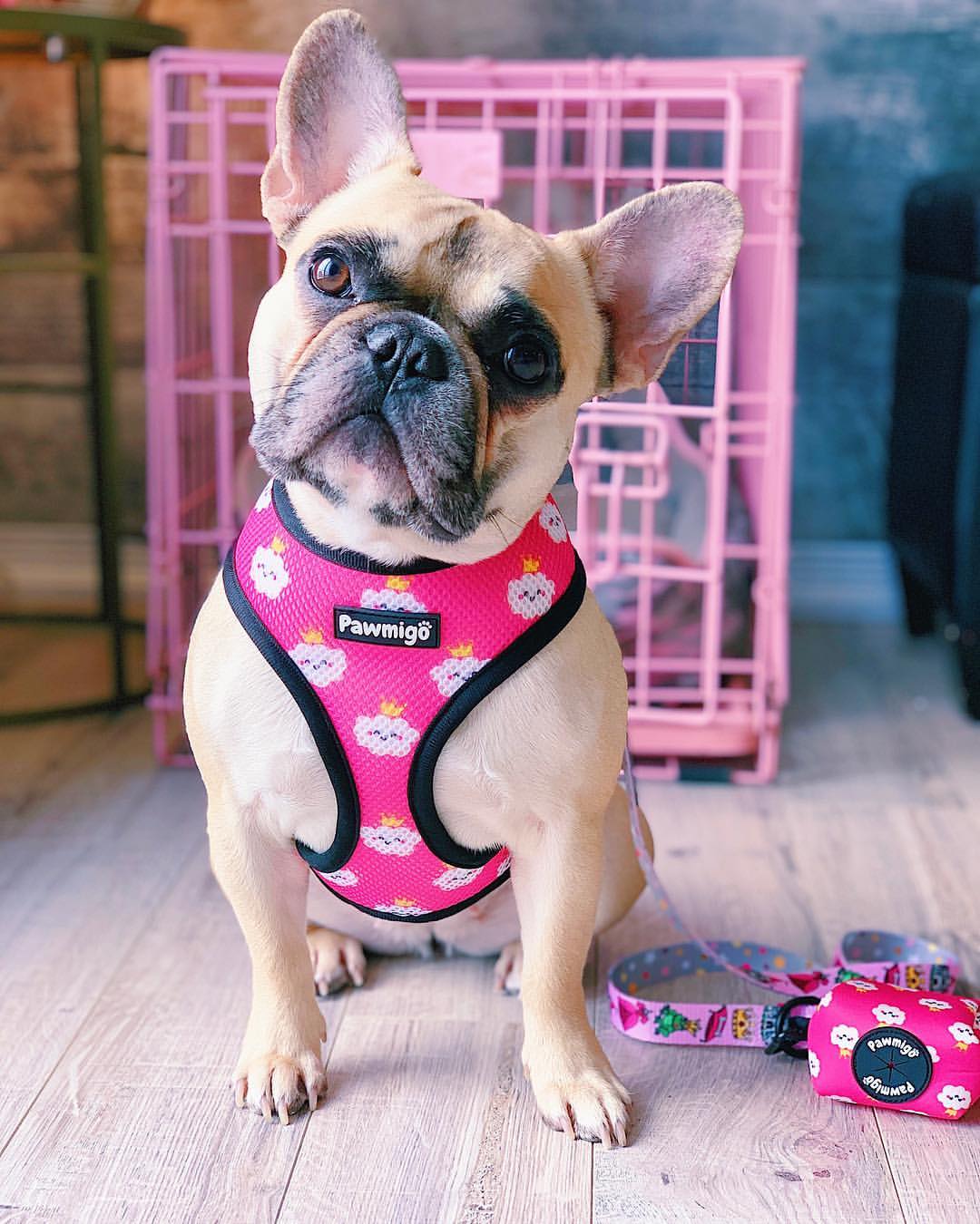 Fairytail Reversible Harness - Reversible Harness - Pawmigo