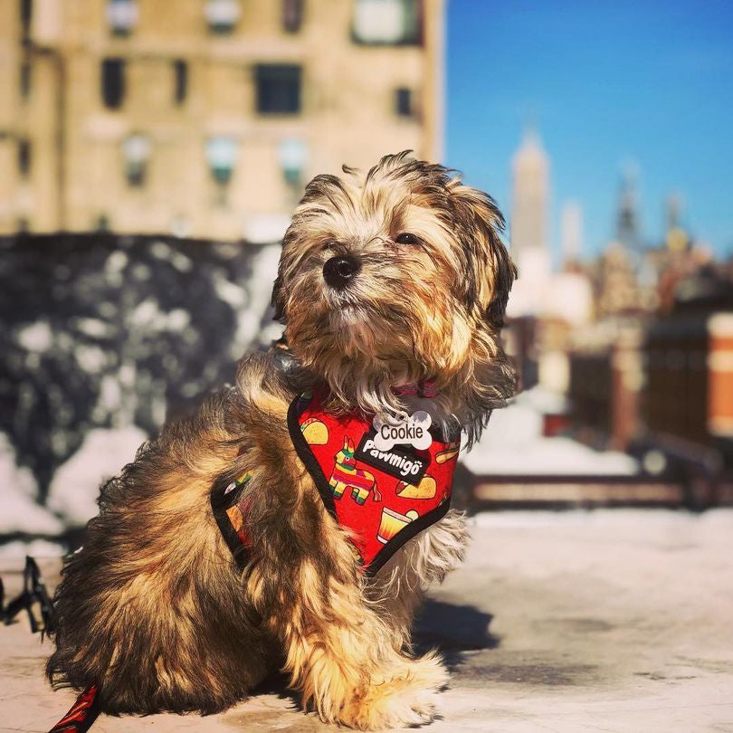 Taco Tuesday Reversible Harness - Reversible Harness - Pawmigo