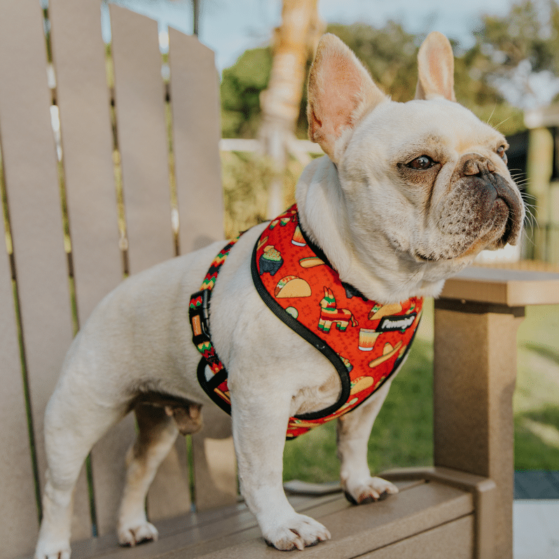Taco Tuesday Reversible Harness - Reversible Harness - Pawmigo