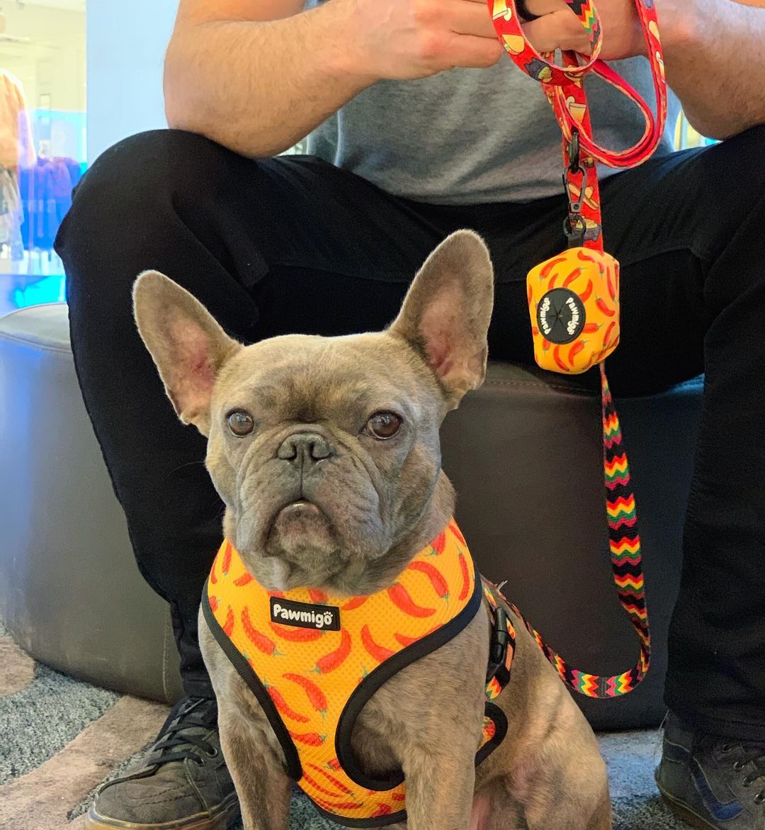 Taco Tuesday Reversible Harness - Reversible Harness - Pawmigo