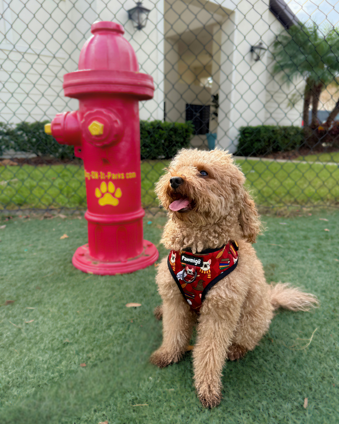 Pawgwarts Everyday Adjustable No - Pull Dog Harness - Dog Harnesses - Pawmigo