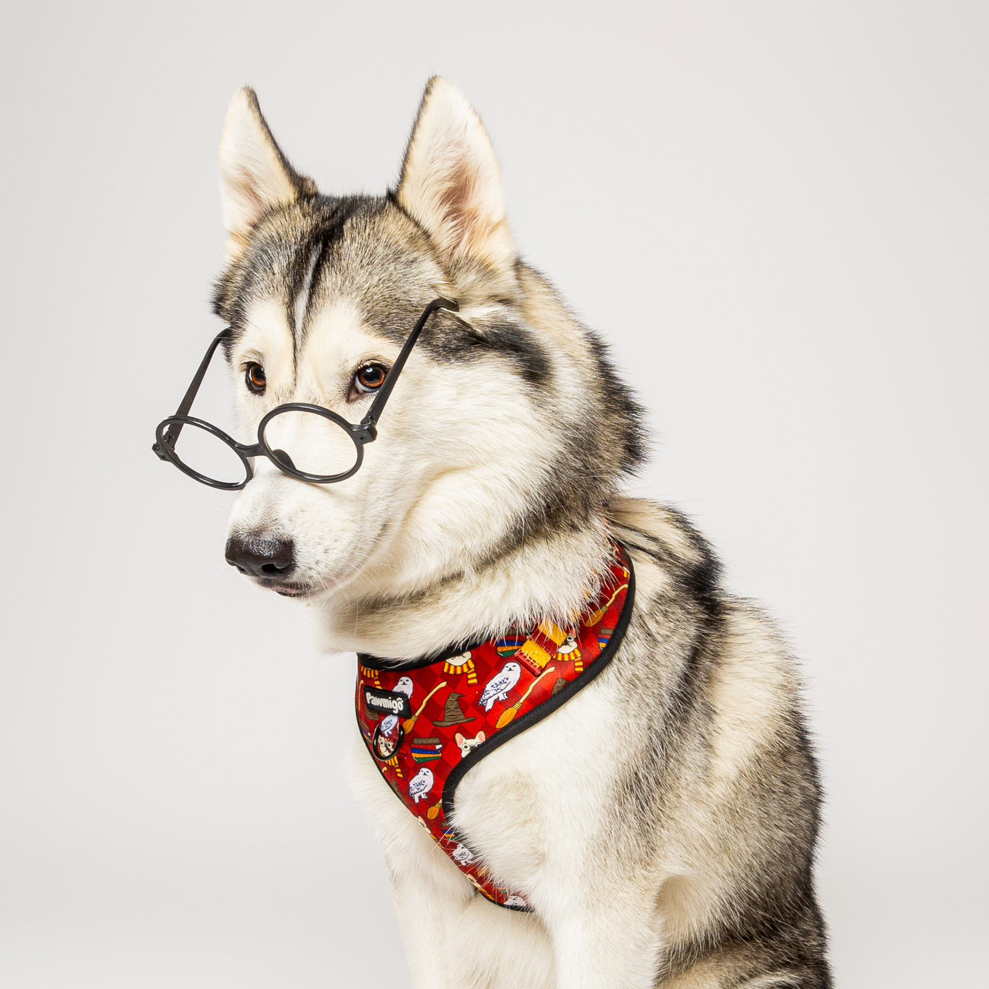 Pawgwarts Everyday Adjustable No - Pull Dog Harness - Dog Harnesses - Pawmigo