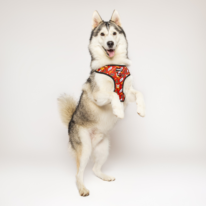 Purrfect Pet Kingdom Pawgwarts Everyday Adjustable No-Pull Dog Harness (XL) - Premium Dog Harnesses