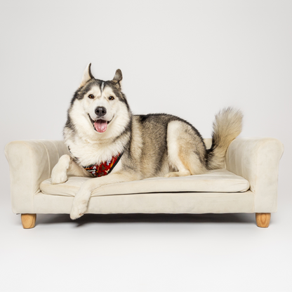 Pawgwarts Adjustable No-Pull Dog Harness Durable Neoprene Gear