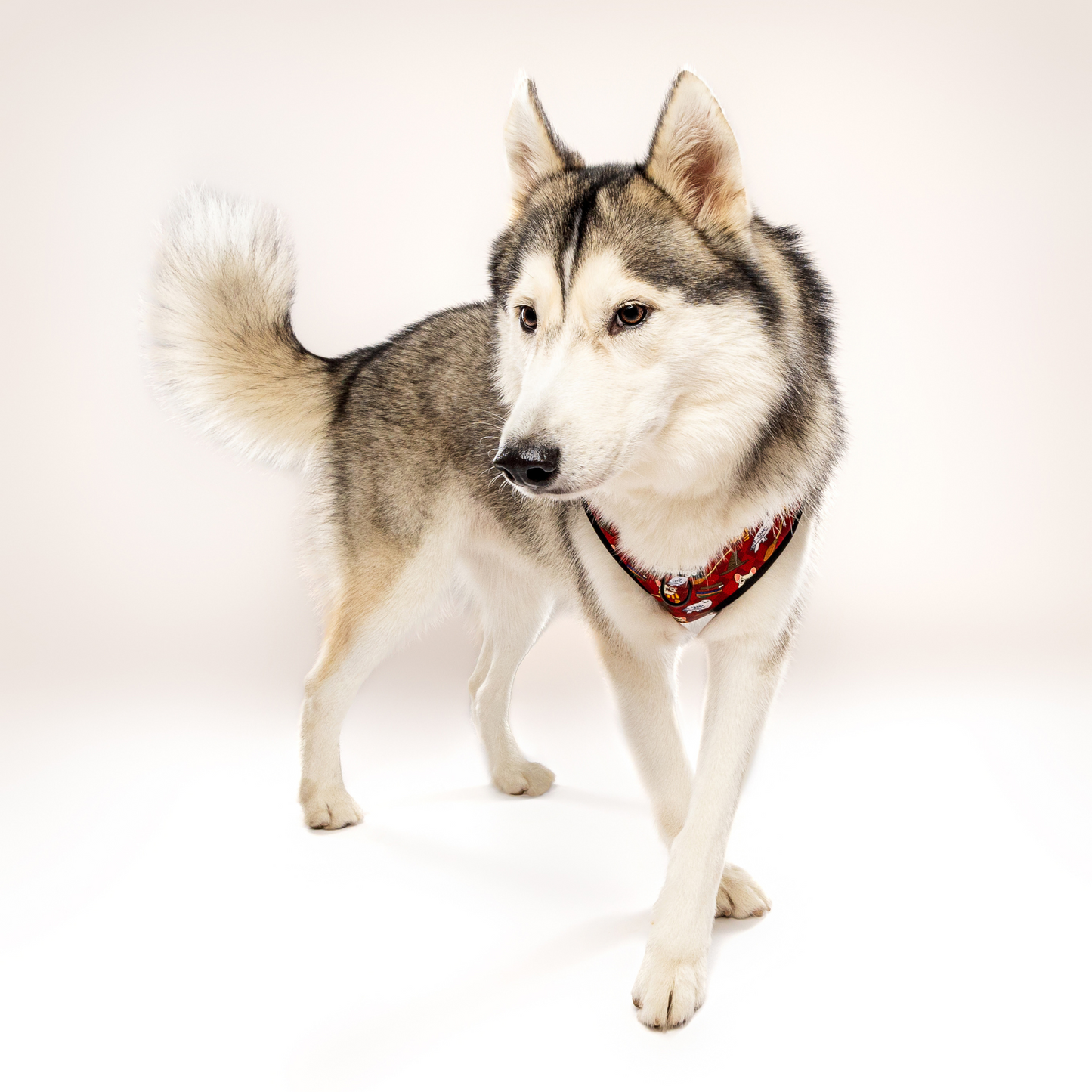 Pawgwarts Everyday Adjustable No - Pull Dog Harness - Dog Harnesses - Pawmigo