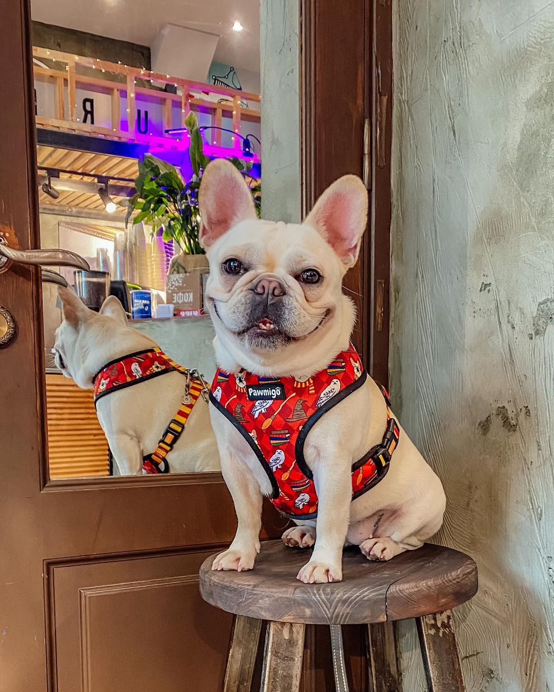 Pawgwarts Reversible Harness - Reversible Harness - Pawmigo