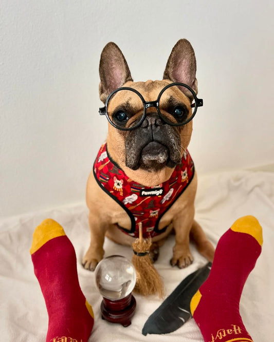 Pawgwarts Reversible Harness - Reversible Harness - Pawmigo