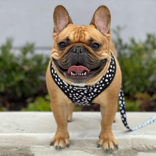 Polka Dog Leash Kit | Purrfect Pet Kingdom