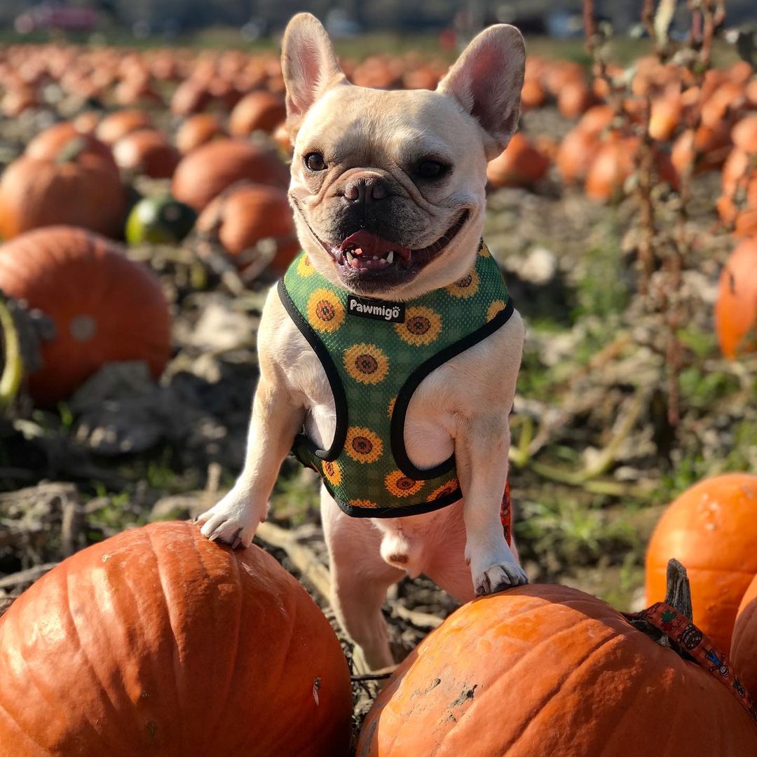 Pupkin Patch Reversible Harness - Reversible Harness - Pawmigo