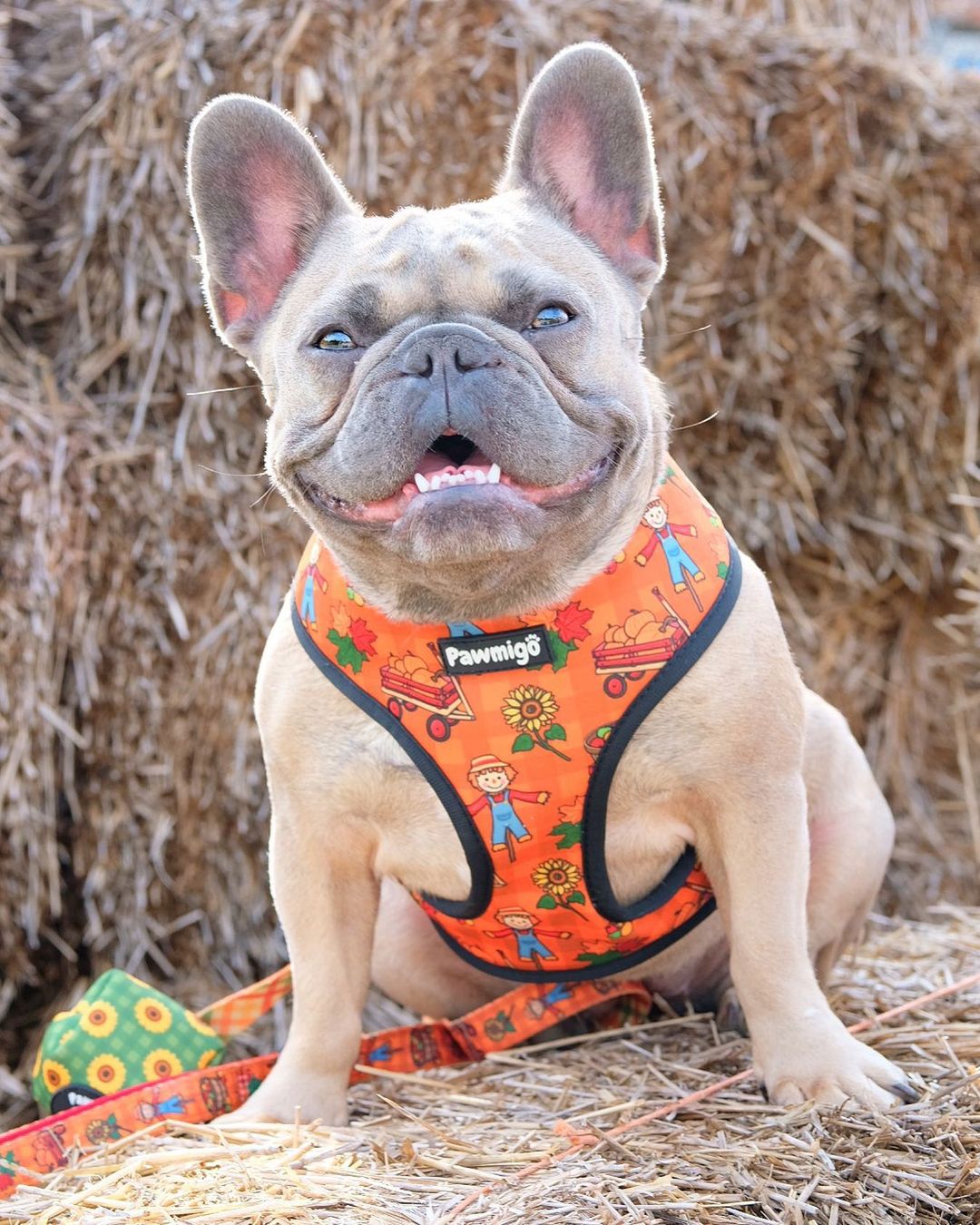 Pupkin Patch Reversible Harness - Reversible Harness - Pawmigo