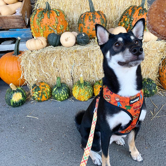 Pupkin Patch Reversible Harness Dog Harness | Purrfect Pet