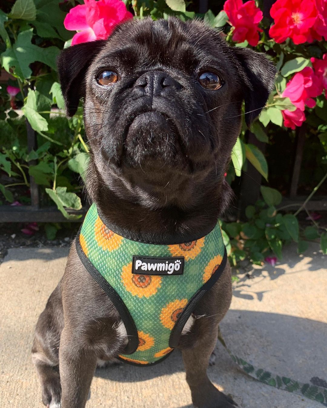 Pupkin Patch Reversible Harness - Reversible Harness - Pawmigo