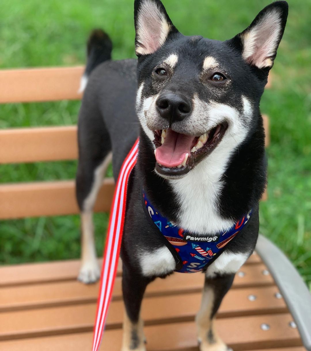 Red, White & Bark Reversible Harness Dog Harness | Purrfect Pet