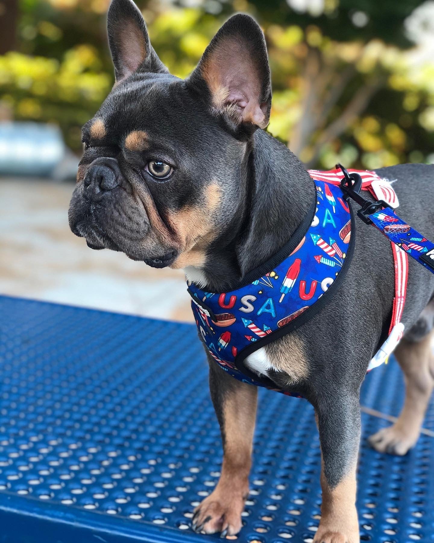 Red, White & Bark Reversible Harness Dog Harness | Purrfect Pet