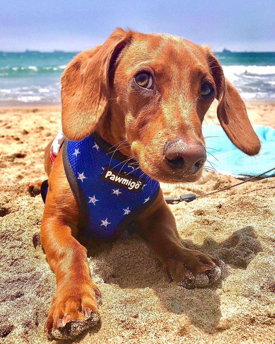 Red, White & Bark Reversible Harness - Reversible Harness - Pawmigo