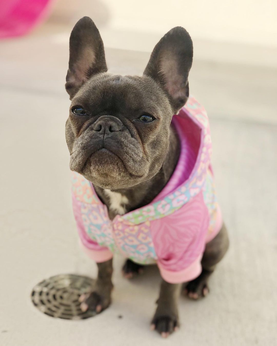 Slumber Pawty Hoodie - Hoodie - Pawmigo