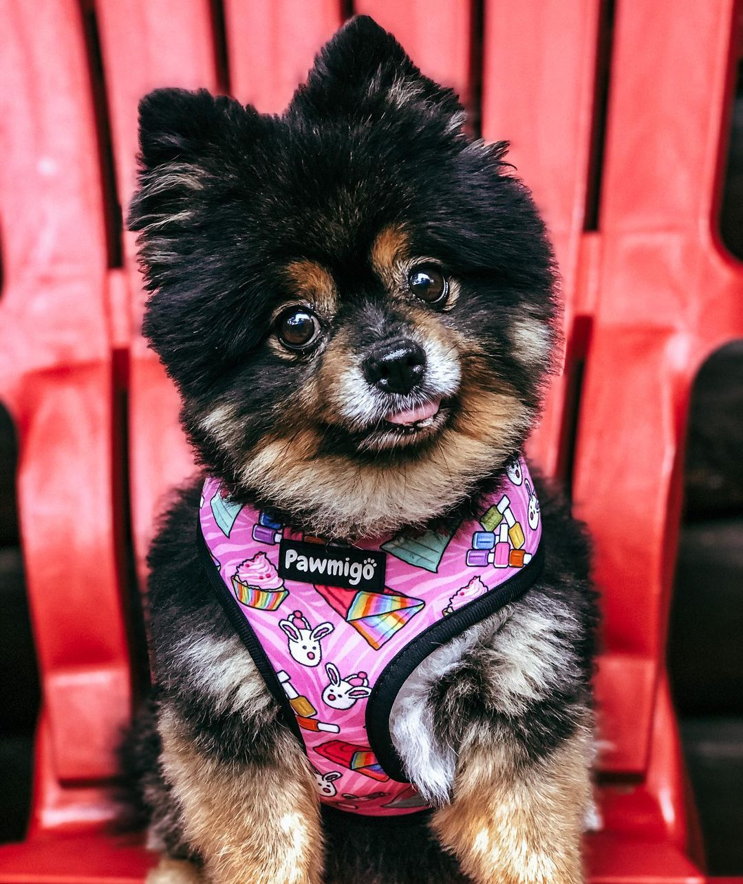 Slumber Pawty Reversible Harness - Reversible Harness - Pawmigo