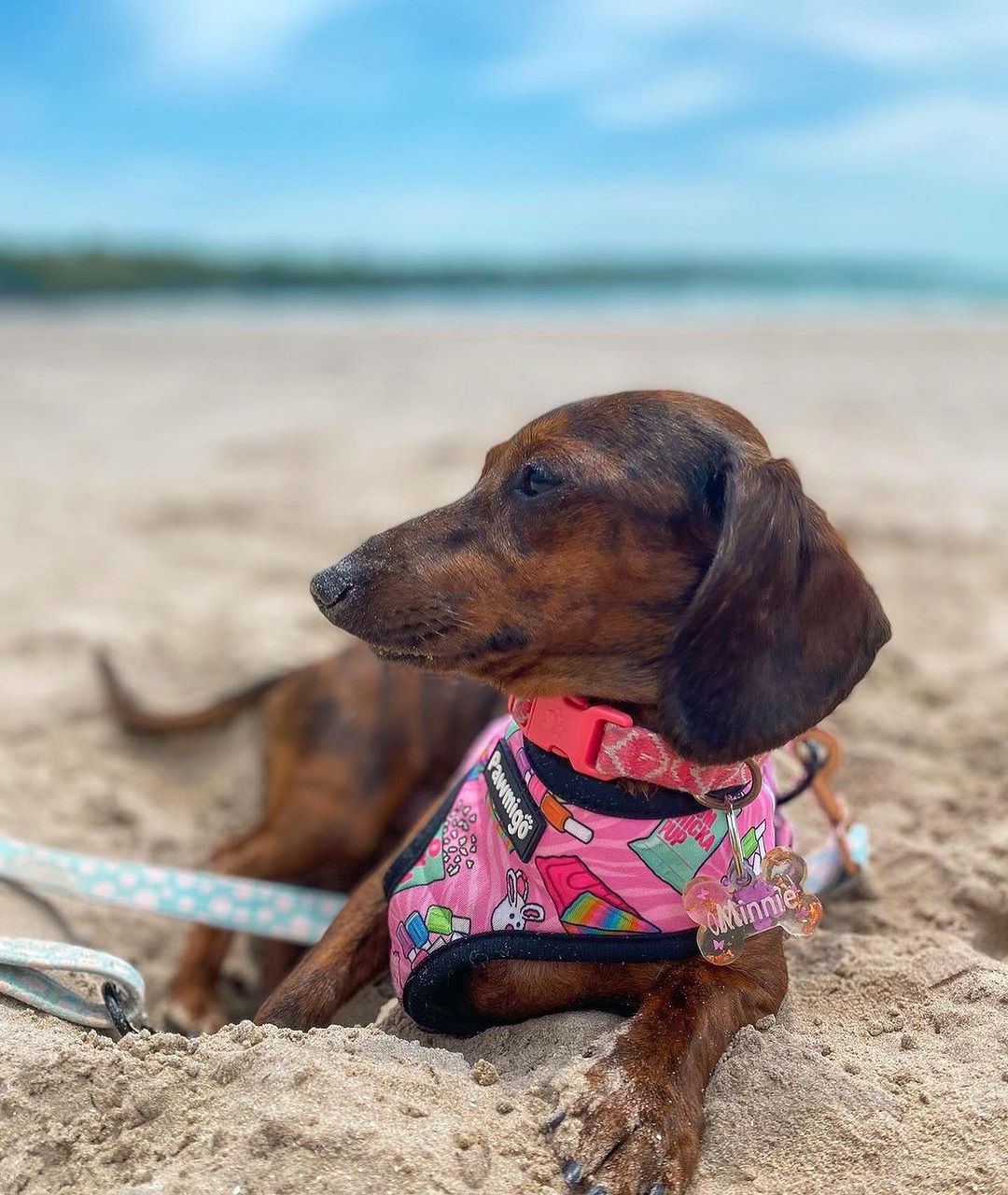 Slumber Pawty Reversible Harness - Reversible Harness - Pawmigo