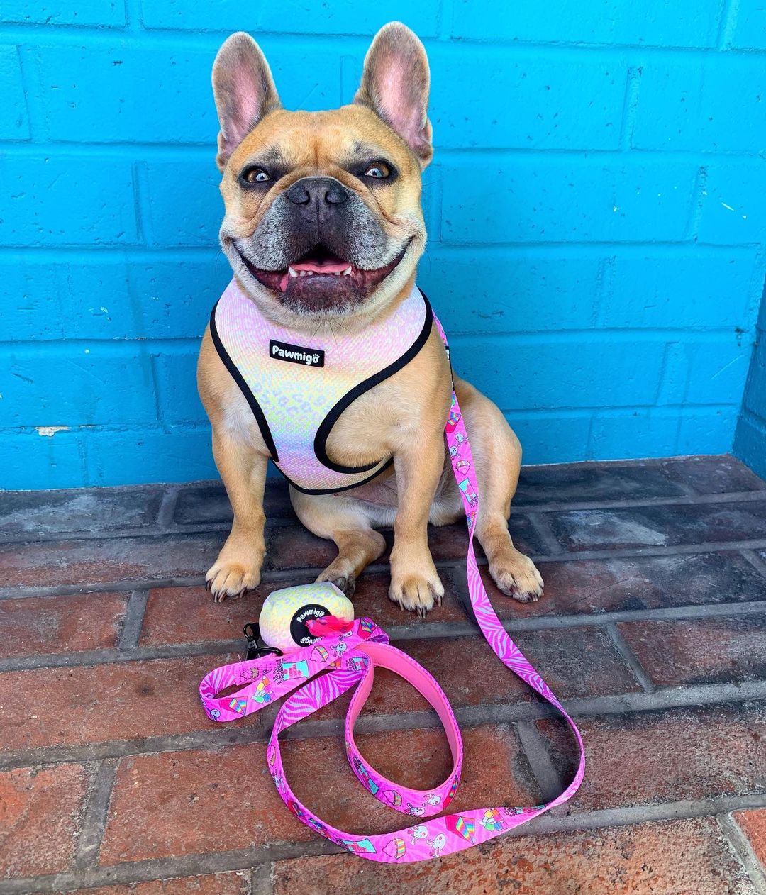 Slumber Pawty Leash Kit - Leash Kit - Pawmigo