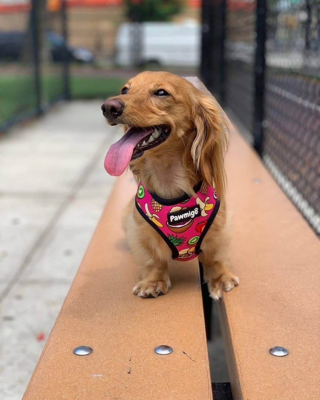 Snack Shack Reversible Harness - Dog Harnesses - Pawmigo