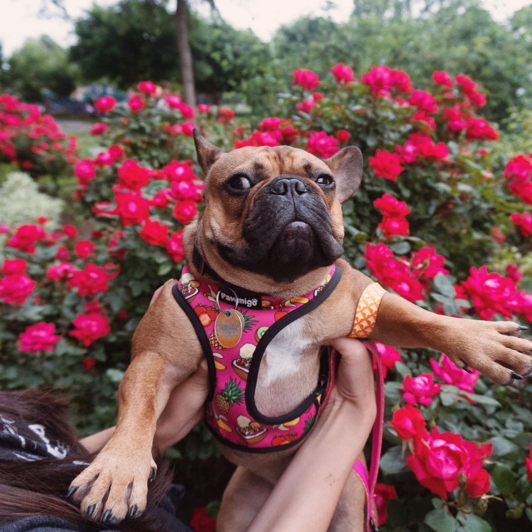 Snack Shack Reversible Harness - Dog Harnesses - Pawmigo