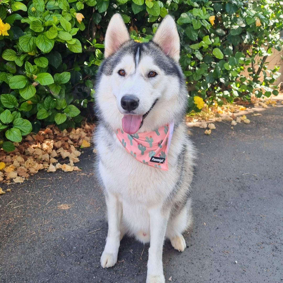 Succa For You Cooling Bandana - Dog Bandana - Pawmigo