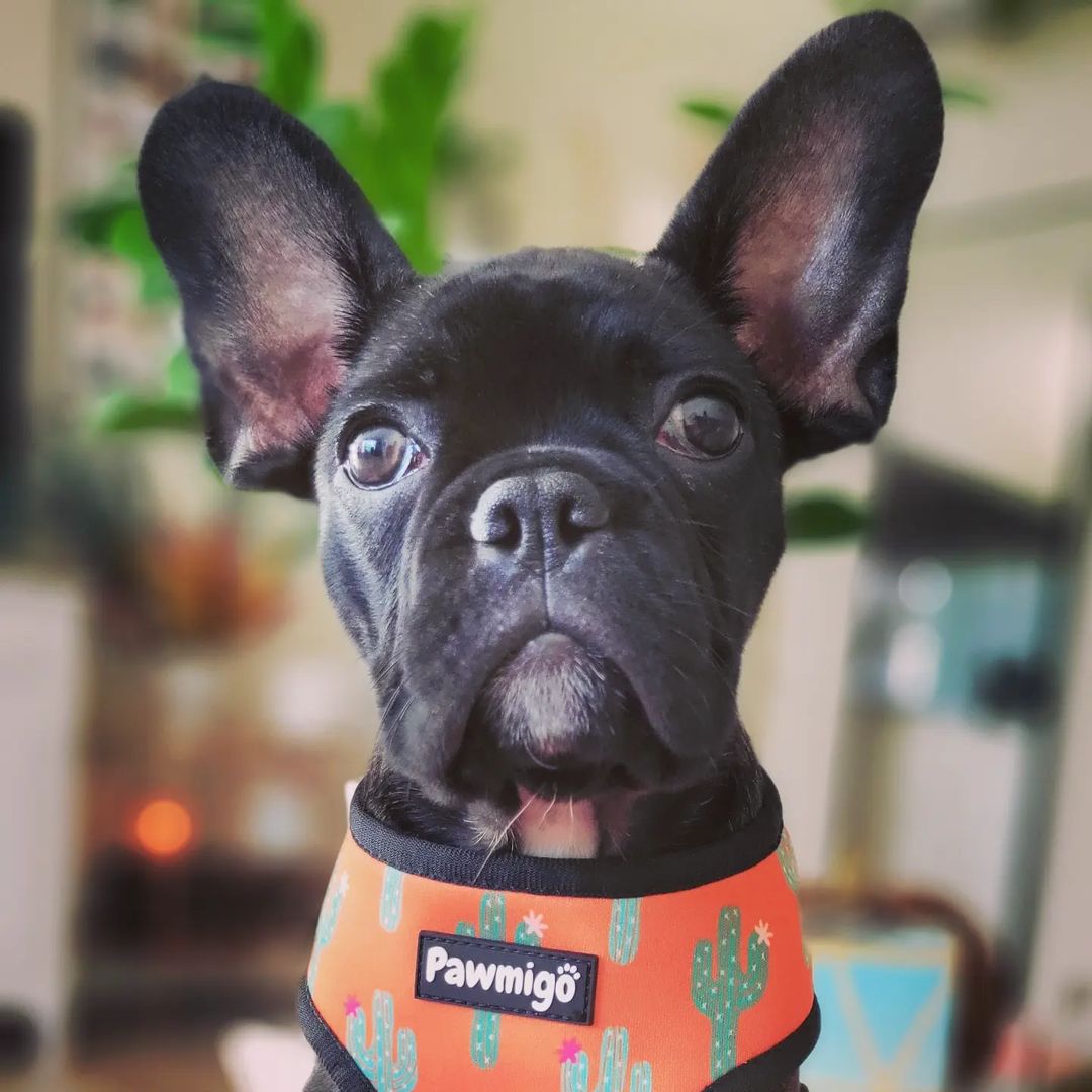 Succa For You Reversible Harness - Reversible Harness - Pawmigo