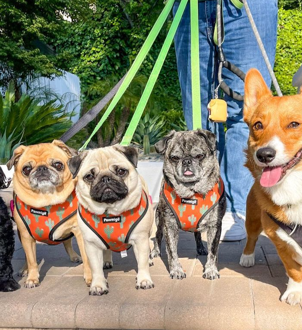 Succa For You Reversible Harness - Reversible Harness - Pawmigo