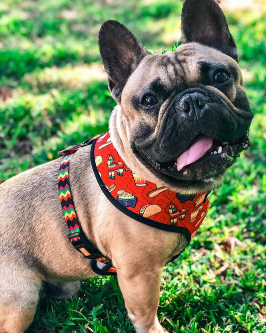 Taco Tuesday Reversible Harness - Reversible Harness - Pawmigo