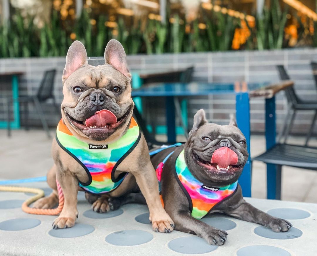 Tie - Dye For Reversible Harness - Reversible Harness - Pawmigo