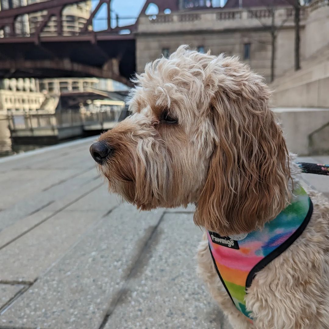 Tie - Dye For Reversible Harness - Reversible Harness - Pawmigo