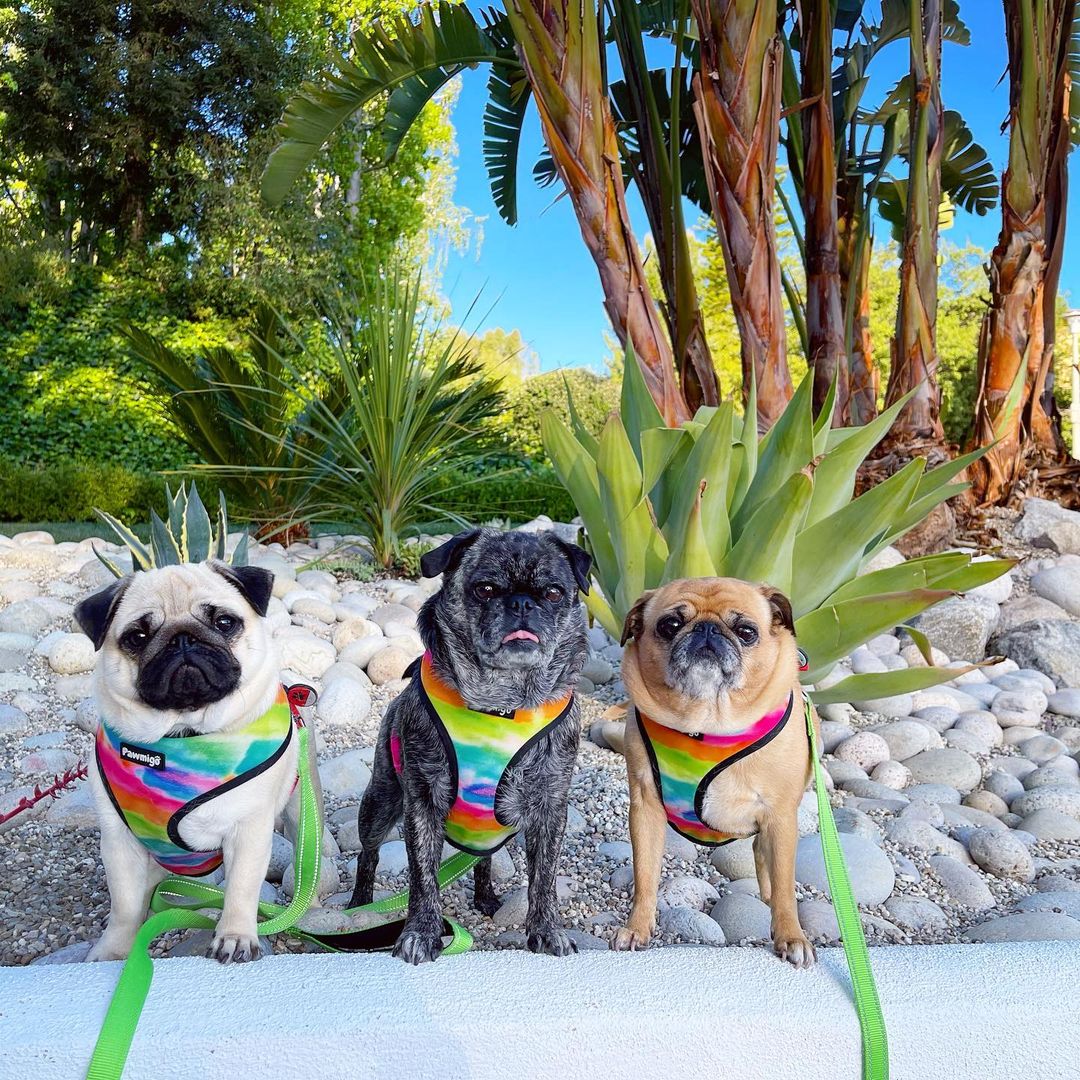 Tie - Dye For Reversible Harness - Reversible Harness - Pawmigo