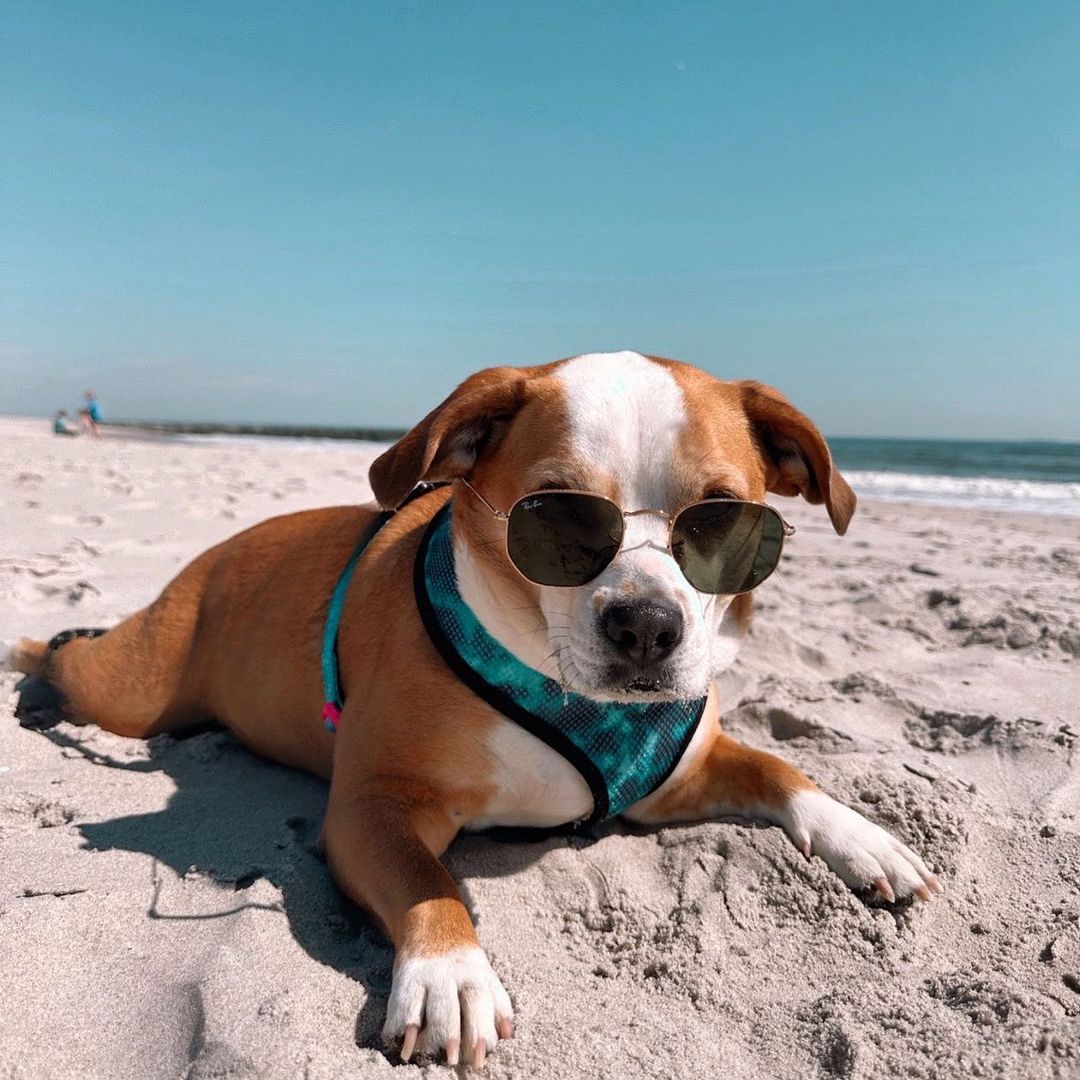 Tie - Dye For Reversible Harness - Reversible Harness - Pawmigo