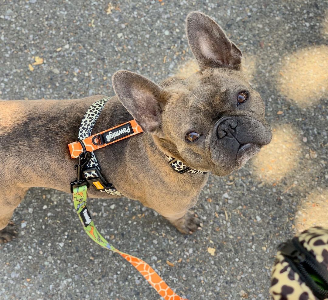 Wild Thing Free - Fit Harness - Free - Fit Harness - Pawmigo