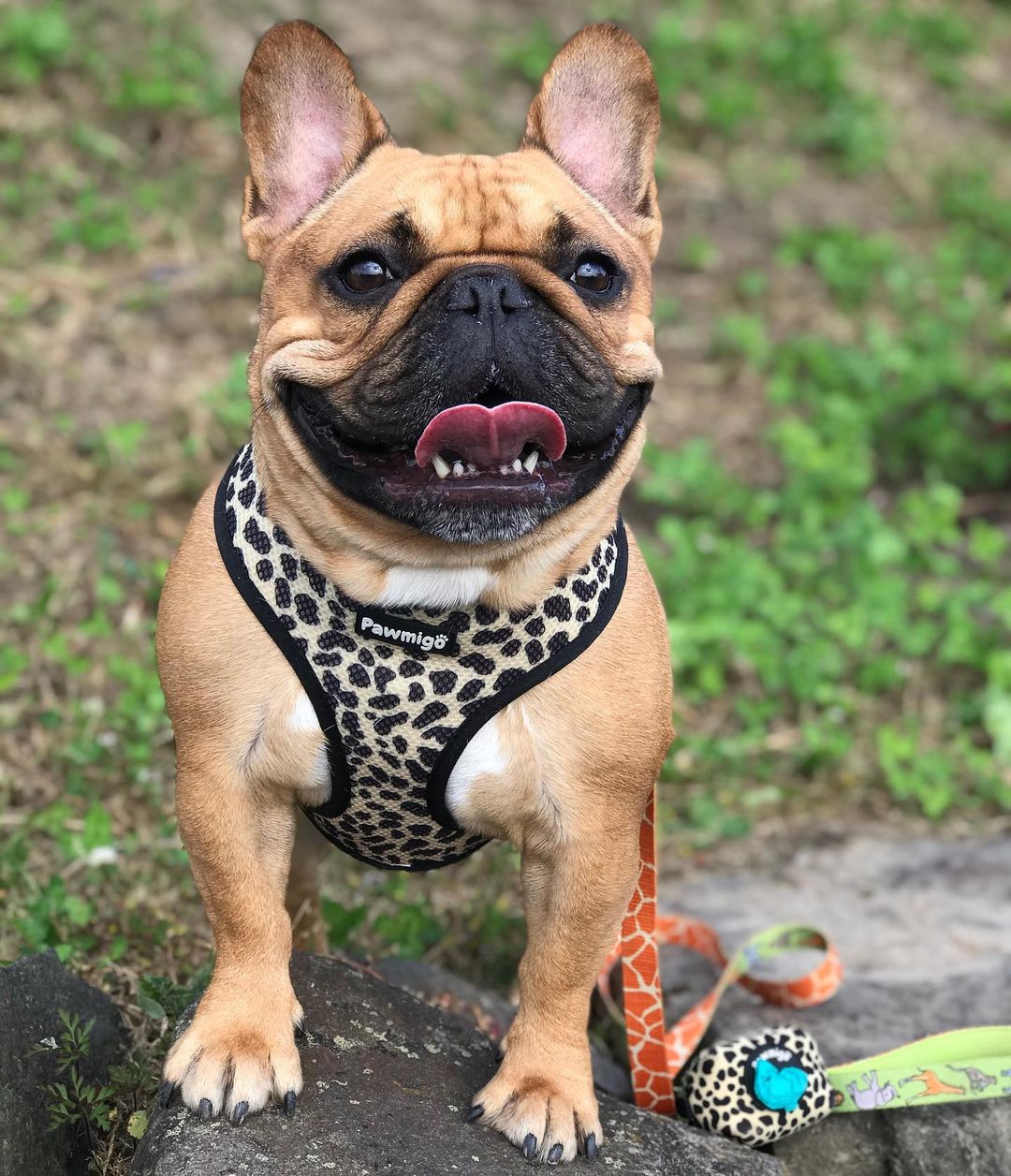 Wild Thing Leash Kit - Leash Kit - Pawmigo