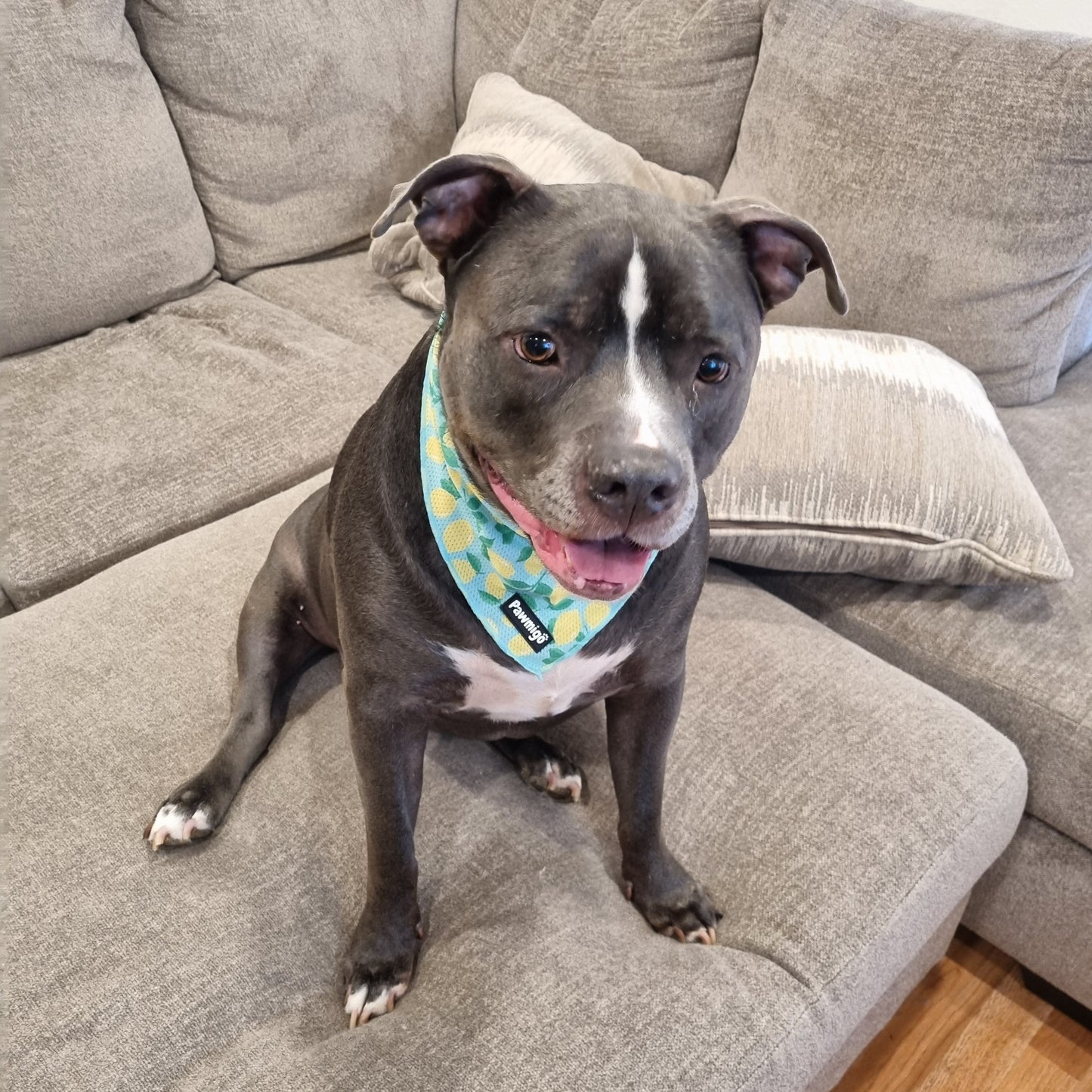 Worth The Squeeze Cooling Bandana - Dog Bandana - Pawmigo