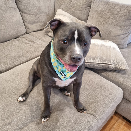 Worth The Squeeze Cooling Bandana - Dog Bandana - Pawmigo