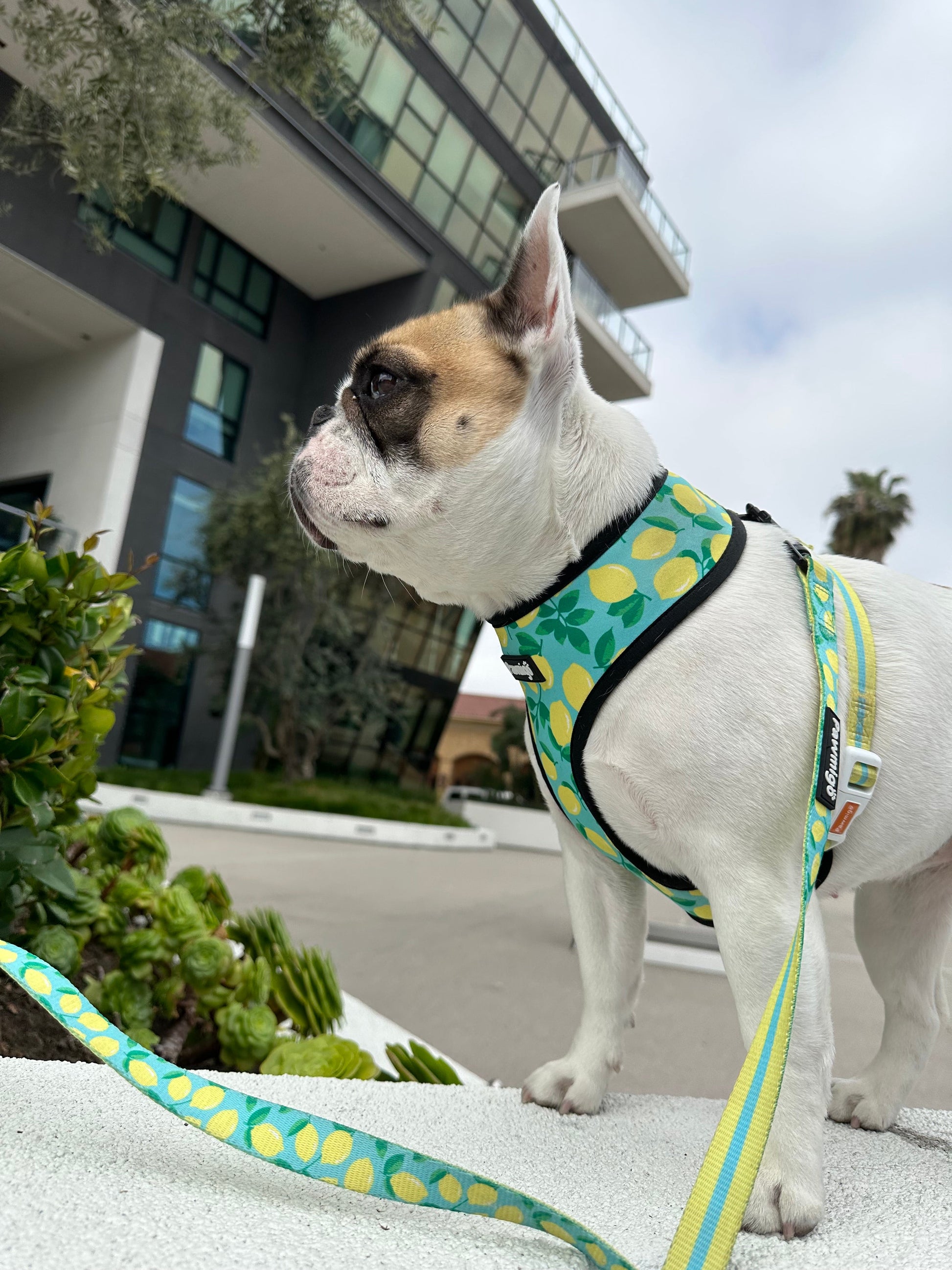 Worth The Squeeze Reversible Harness - Dog Harnesses - Pawmigo