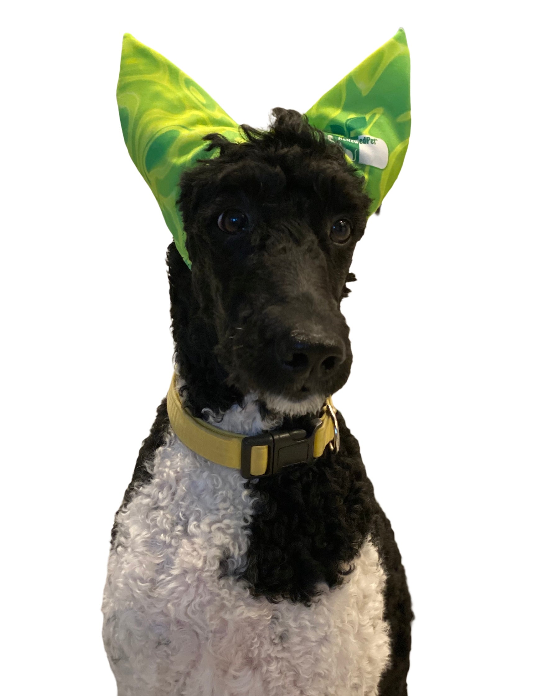 4 - ALL PETS SHOWER / EAR / SUN CAP! - Pet Grooming - ReNewedPet - GREEN LARGE (15 - 50 lbs.) - SHWCAPLG