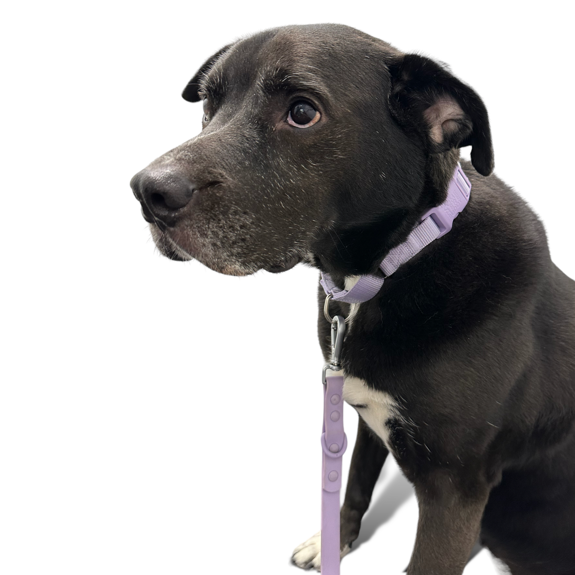 Martingale Dog Collar - Purrfect Pet Kingdom