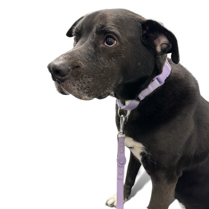 Durable Martingale Dog Collar with Quick Release Nylon Safety