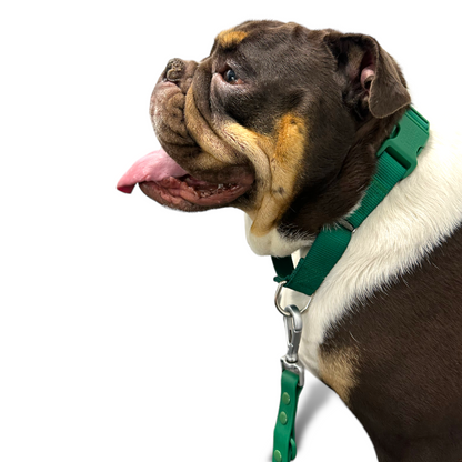 Durable Martingale Dog Collar with Quick Release Nylon Safety