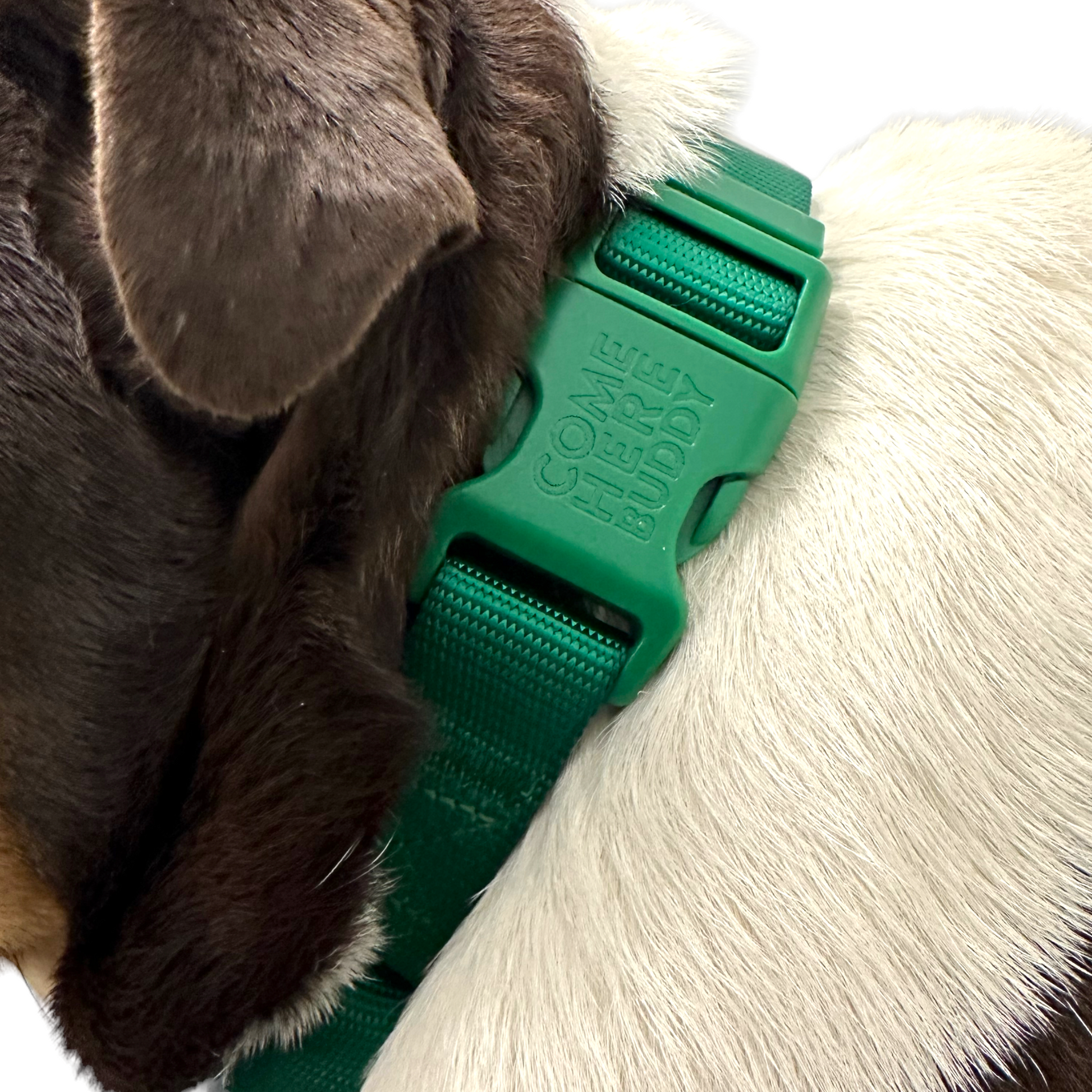 Martingale Dog Collar - Purrfect Pet Kingdom