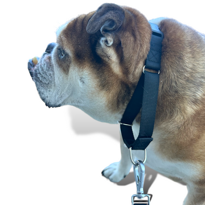 Martingale Dog Collar