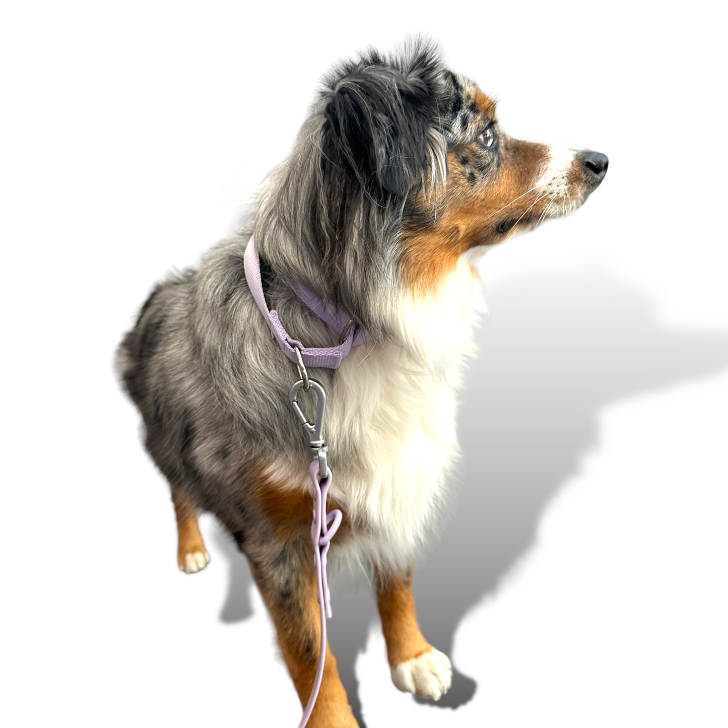 Martingale Dog Collar - Purrfect Pet Kingdom