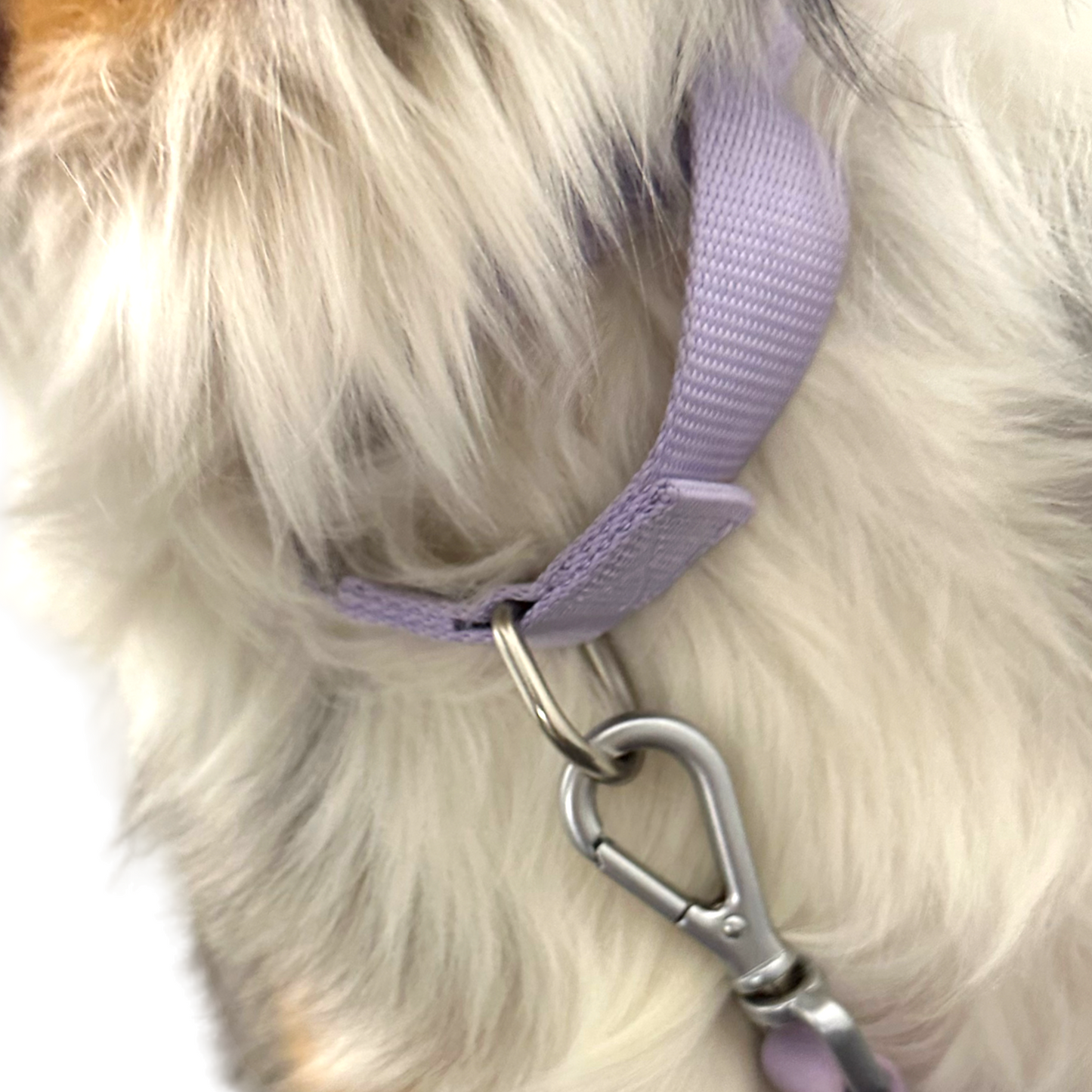 Martingale Dog Collar - Purrfect Pet Kingdom