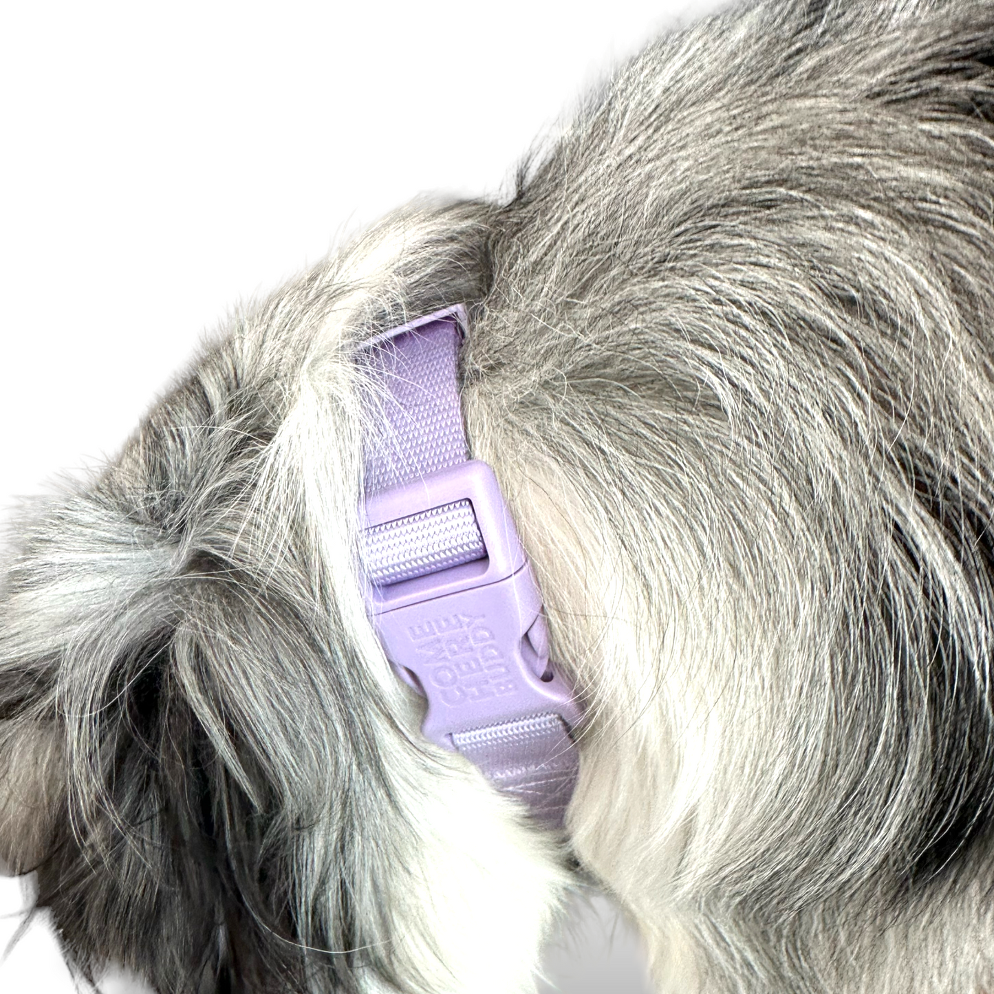 Martingale Dog Collar - Purrfect Pet Kingdom