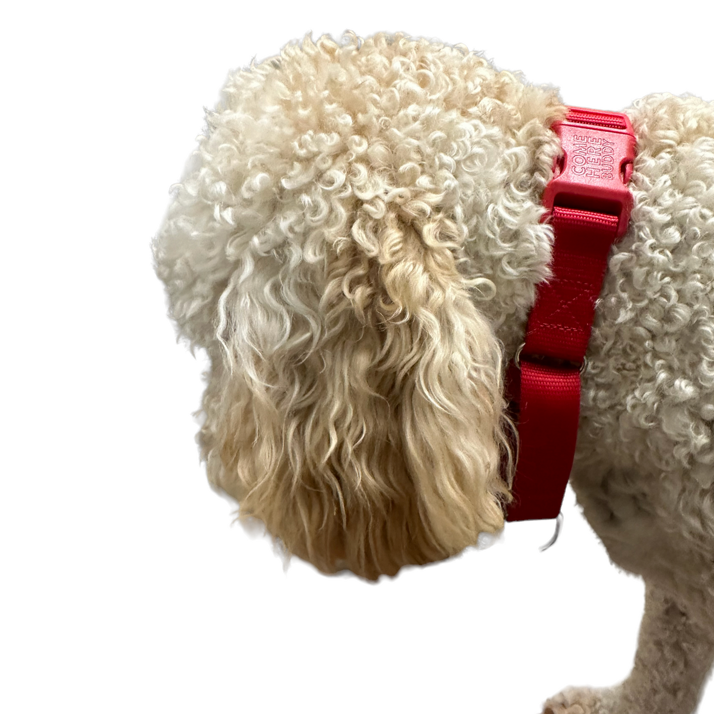 Martingale Dog Collar - Purrfect Pet Kingdom