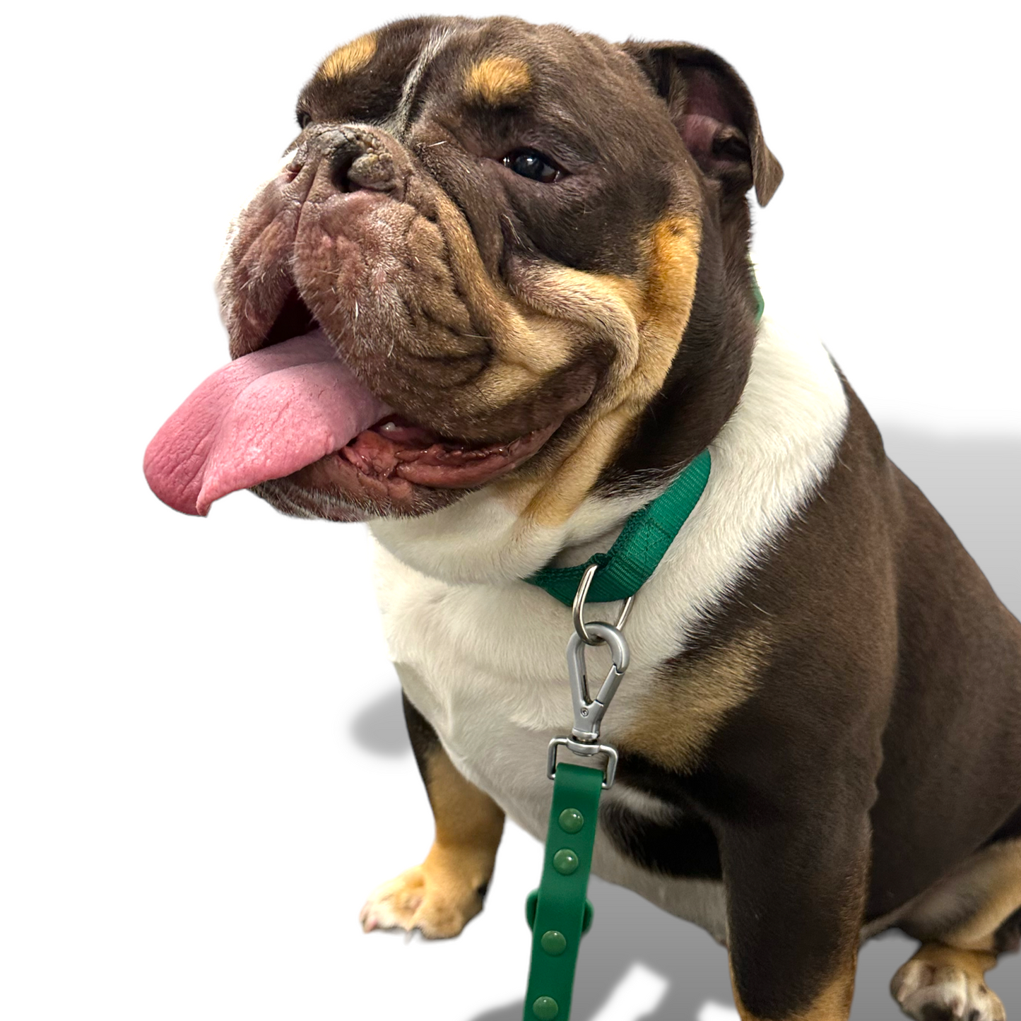 Martingale Dog Collar - Purrfect Pet Kingdom