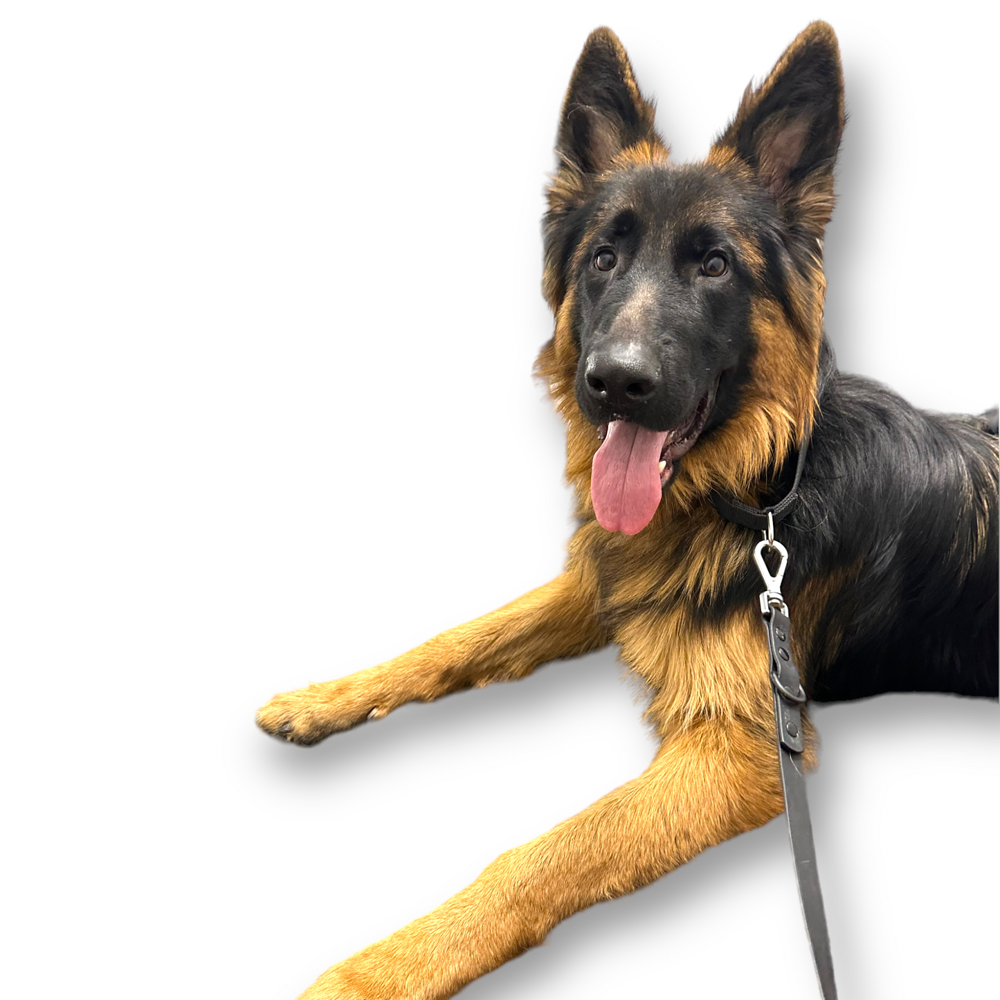 Martingale Dog Collar - Purrfect Pet Kingdom